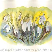 snowdrops