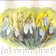 snowdrops