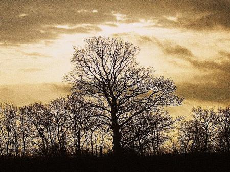 The Trees