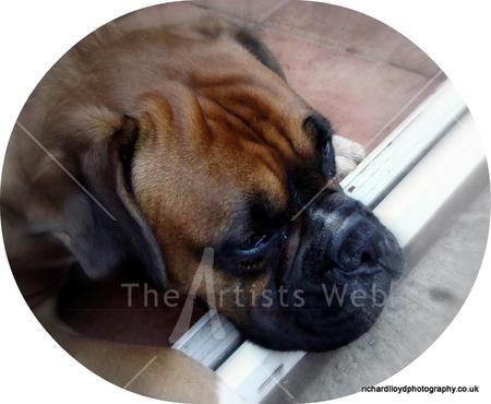DOG TIRED