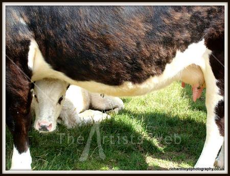 Hiding Behind Mother