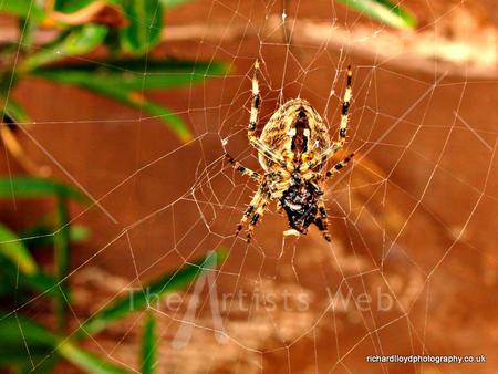Friendly Neighbourhood