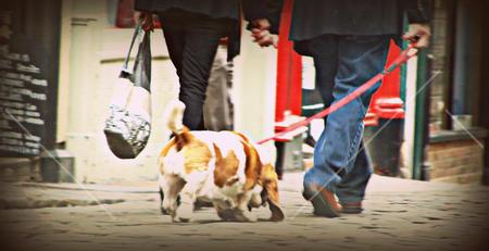 Walking The Dog