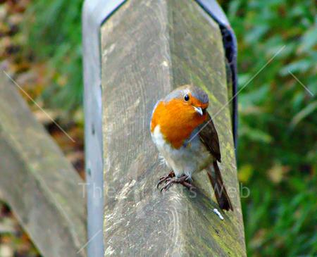 Mr Robin