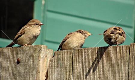 THREE LITTLE BIRDS