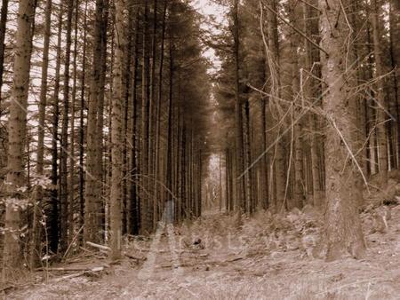 CAN'T SEE THE WOODS FOR THE TREES