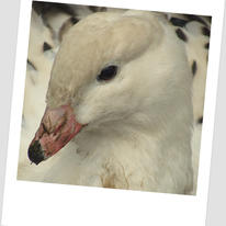 Andean Goose