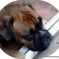 DOG TIRED