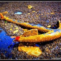 The Anchor