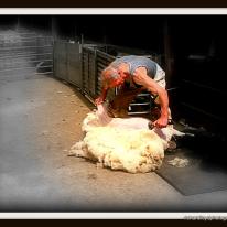 THE SHEEP SHEARER