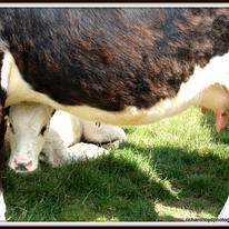 Hiding Behind Mother