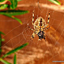 Friendly Neighbourhood