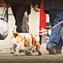 Walking The Dog