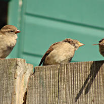 THREE LITTLE BIRDS
