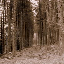 CAN'T SEE THE WOODS FOR THE TREES