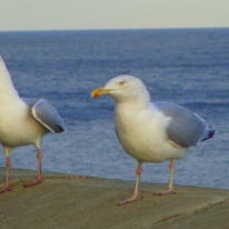 Scarborough Gulls