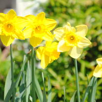 DAFFODILS