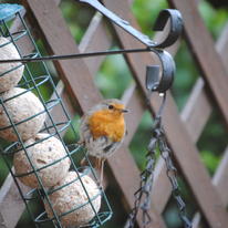 Garden Robin
