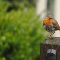 The Robin