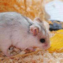 Hamster
