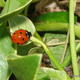 LADYBIRD