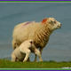Mother and Child