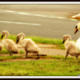 Single File