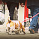 Walking The Dog