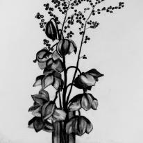 Exotic orchids