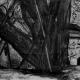 Wilmington Yew | ¥16400 | 74 x 58cm | Charcoal Wilmington Yew