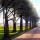 Brighton Elms