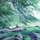 102 Beech Wood - Stanage… | | 100 x 64cm | pastel 102 Beech Wood - Stanage…