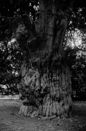 Old Gnarled Tree