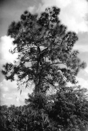 Tree 2