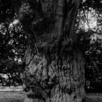 Old Gnarled Tree