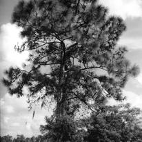 Tree 2