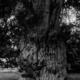 Old Gnarled Tree