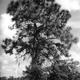 Tree 2