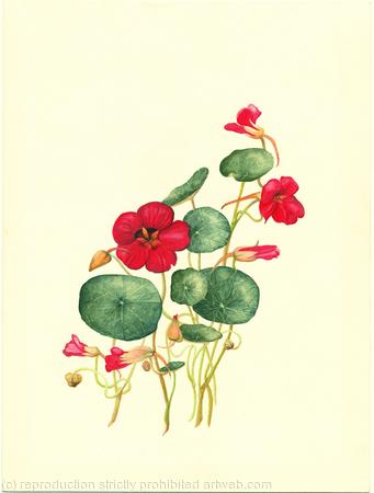 Tropaeolum 1