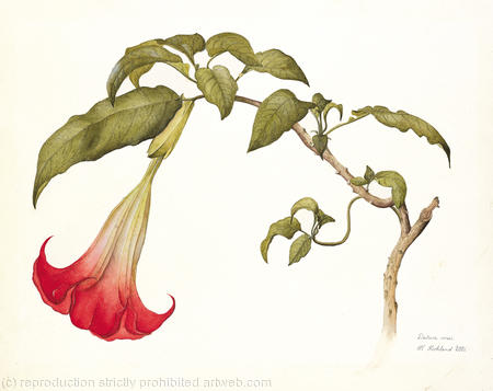 Datura rosei