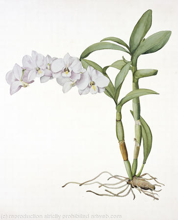 Orchid