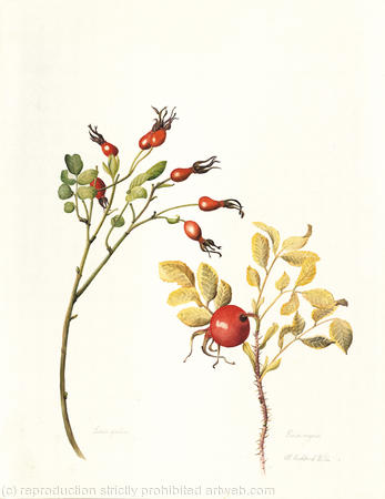 Rosa rugosa
