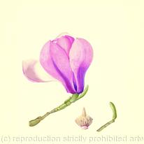 Magnolia