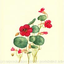 Tropaeolum 1