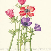 Anemone