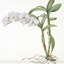 Orchid