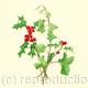 Holly  and Ivy