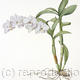 Orchid