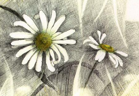 Daisies