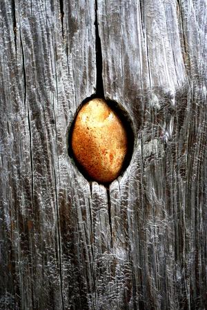 Golden Egg